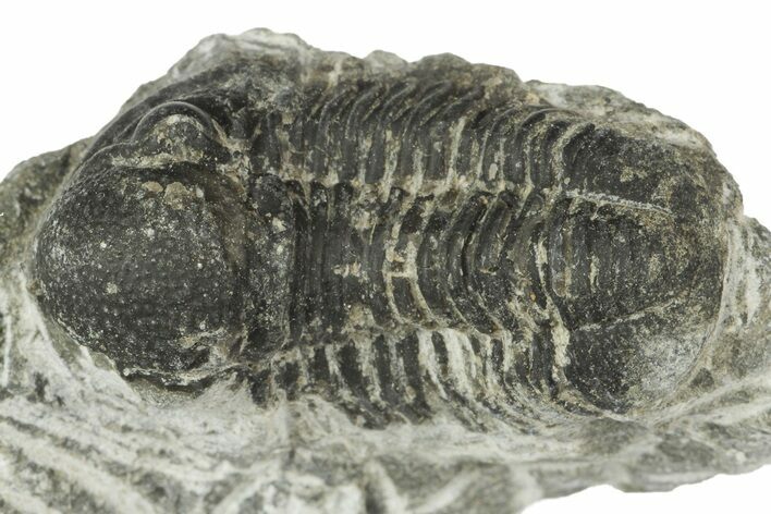 Bargain, Gerastos Trilobite Fossils (Grade C) - Photo 1